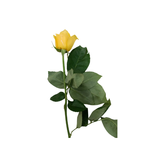Single Yellow Rose (9885)-7