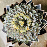 100k Money Bouquet With Gipsy And Roses - 45344